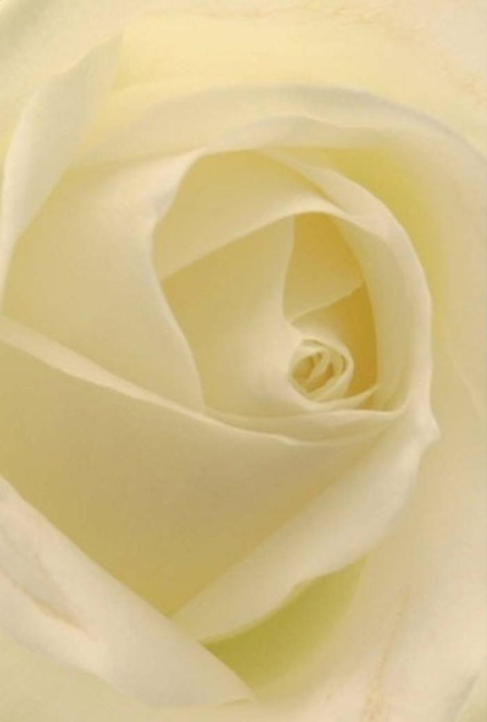 As one draws close to this classic white rose, the interplay of softness and structure becomes immediately apparent-a study in contrasts much like Brixton itself, where tranquil gardens nestle amidst vibrant city life. The meticulously layered petals blend shades of white and gentle cream, flowing with the light that appears to make the bloom almost self-luminous. Each spiral draws you deeper, reflecting purity yet hinting at the quiet resilience that endures through the seasons. From a florist's perspective in Brixton, such a rose feels like a natural offering for romance, a sincere apology, or even the centrepiece at a local wedding. Its smooth, nearly perfect heart radiates a sense of serene beauty and dignity, while the delicate tints and whisper-soft shadows add complexity akin to a well-loved backstreet café or the calm of Brockwell Park at sunset. The fragrance remains unspoken yet ever-present-fresh, clean, and reassuring, ready to accompany any sentiment from sympathy to celebration after a day spent wandering the local markets.